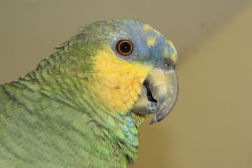 Parrot in studio photos with pose