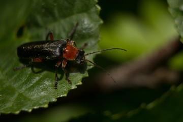 Solider Beetle on Leaf