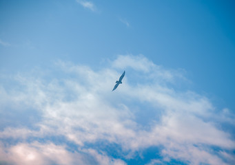 bird vulture in the blue sky