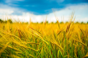 field of wheat