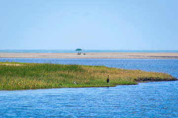 A bird, lake and ocean - Laguna de Rocha, Uruguay