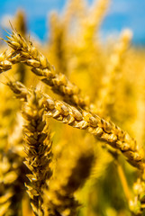 field of wheat