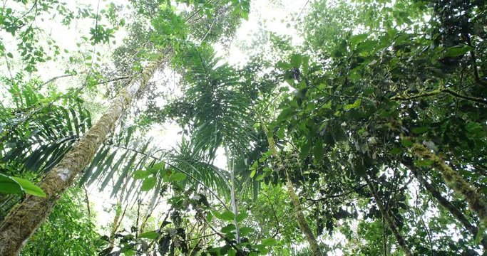 Looking up to the rainforest canopy with  rain falling,  tracking shot. Montane rainforest near Baeza on the Amazon slopes of the Andes in Ecuador.
