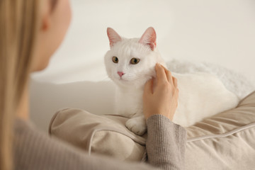 Fototapeta na wymiar Young woman petting her beautiful white cat at home, closeup. Fluffy pet