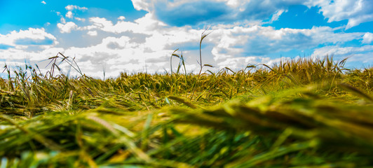 green grass and blue sky
