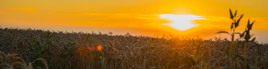 sunset over wheat field