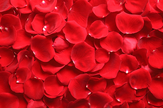 Fresh red rose petals as background, top view