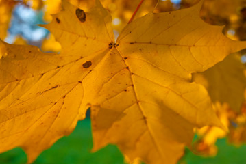 yellow autumn leaves