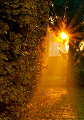 sunset in park