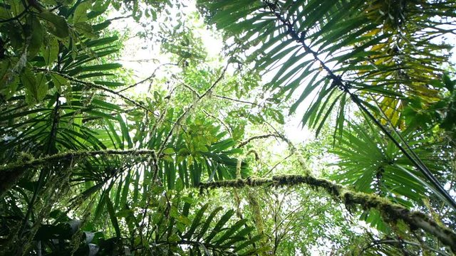 Looking up to the rainforest canopy with rain drops falling to camera.  Slow motion tracking shot. In montane rainforest near Baeza on the Amazonian slopes of the Andes in Ecuador.