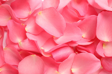 Naklejka premium Fresh pink rose petals as background, closeup