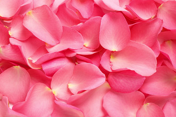 Fresh pink rose petals as background, closeup