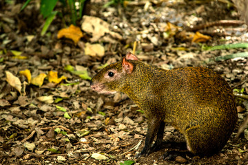  wild agouti