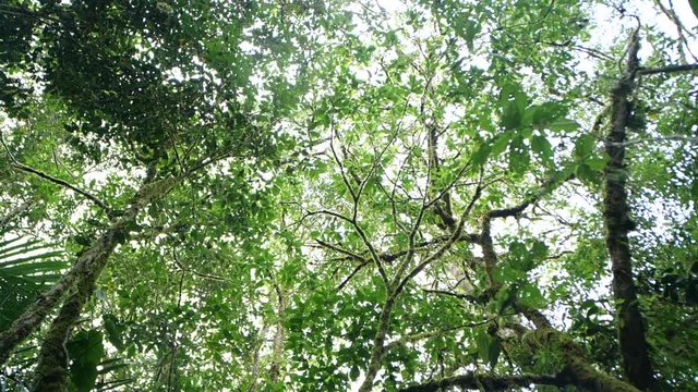Looking up to the rainforest canopy with rain drops falling to camera.  Slow motion tracking shot. In montane rainforest near Baeza on the Amazonian slopes of the Andes in Ecuador.