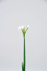 Foto op Plexiglas White Daffodil flowers, also known as Paperwhite, Narcissus papyraceus. Close-up, on a light grey background.  © Viktoria Stetskevych