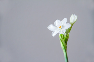 Fototapeta na wymiar White Daffodil flowers, also known as Paperwhite, Narcissus papyraceus. Close-up, on a light grey background. 
