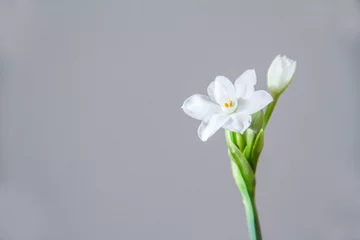  White Daffodil flowers, also known as Paperwhite, Narcissus papyraceus. Close-up, on a light grey background.  © Viktoria Stetskevych