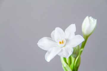 White Daffodil flowers, also known as Paperwhite, Narcissus papyraceus. Close-up, on a light grey background. 