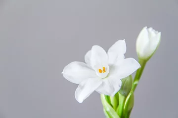 Foto op Plexiglas White Daffodil flowers, also known as Paperwhite, Narcissus papyraceus. Close-up, on a light grey background.  © Viktoria Stetskevych