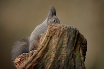 A winter red squirrel