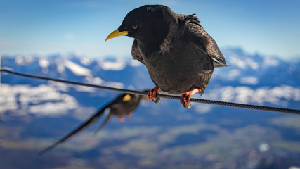 Beautiful jackdaw close up with the snow-covered alps in the baclground at the famous Untersberg, Grödig, Salzburg, Austria