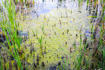 Swamp river in the duckweed. Wetland scirpus plant.