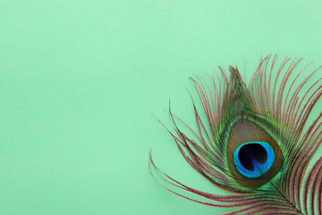 Detail of peacock feather eye on dreen background. Luxury Abstract Texture for Peafowl wallpaper,...