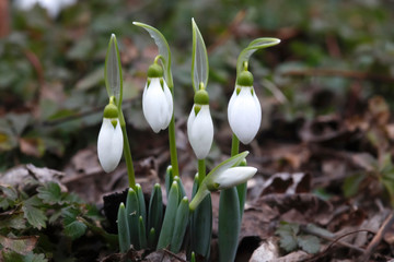Fototapeta premium Schneeglöckchen