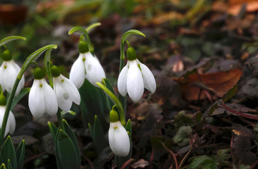 Schneeglöckchen