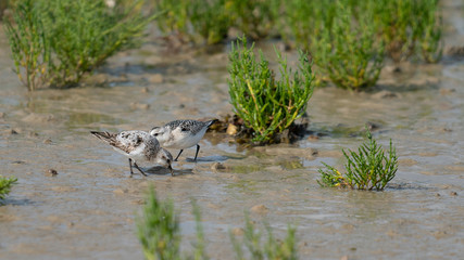 Grey plover on wetlands of Rye Harbour