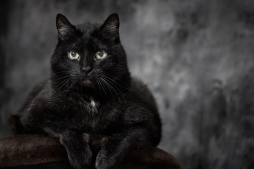 Fototapeta premium Black Turkish angora mixed-breed cat relaxing on brown pillow isolated on dark studio background