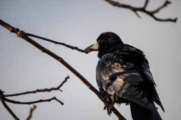crow on a branch