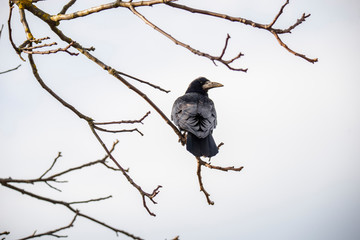 crow on branch