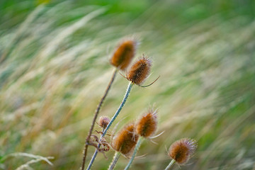 Dry teasel thistle-like flowerhead against wind blown  blurred background.