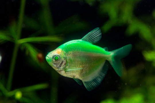 green fish with green pupils in an aquarium with snails on green algae