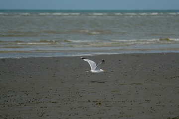 le touquet 2017