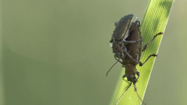 Makro / macro - Paarende K&auml;fer auf Grashalm / mating bugs on blade of grass