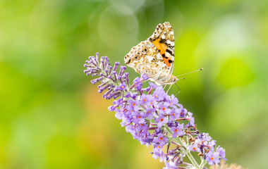 Painted lady butterfly,