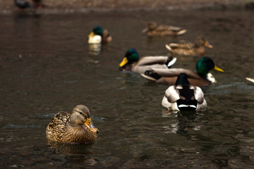 Many ducks swim in the lake in cloudy weather. Beautiful birds. Brown and green-gray ducks in the city of Vinnitsa