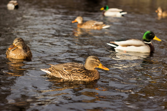 Many ducks swim in the lake in cloudy weather. Beautiful birds. Brown and green-gray ducks in the city of Vinnitsa