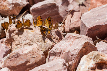 A flutter of Butterflies