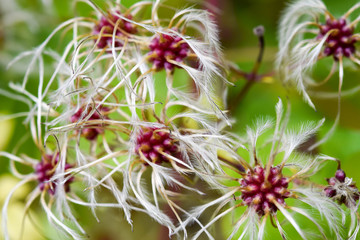 Close up of a whitered white and red flower in autum