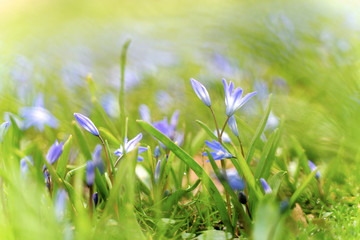 Blue scilla (Scilla siberica) blooming in the garden. Shallow depth of field. Selective focus.