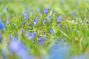 Tender flowers of blue spring scilla siberica on nature forest background, selective soft focus, spring background