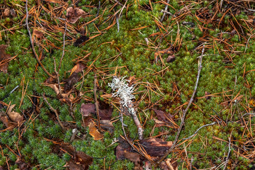 Texture of forest floor with moss and lichen