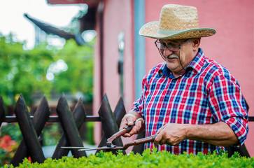 Gardening. Senior man trimming hedge in the yard with pruning tools. Hobbies and leisure