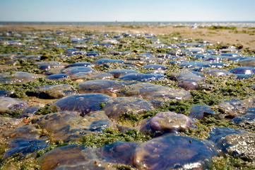 Quallenplage an der Nordsee