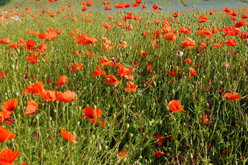 wild flowers in the spring meadow