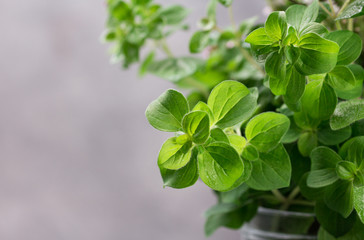 Twigs of oregano. Aromatic herb against grey background.