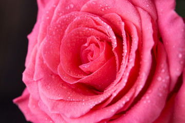 Red rose close-up. Dew drops on rose petal. Vintage style image